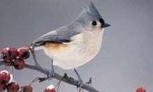 Load image into Gallery viewer, dark eyed junco