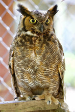 Load image into Gallery viewer, great horned owl on perch