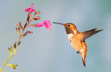 Load image into Gallery viewer, hummingbird feeding on a flower