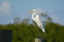 Load image into Gallery viewer, great egret on post
