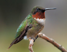 Load image into Gallery viewer, hummingbird resting on a branch
