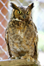 Load image into Gallery viewer, great horned owl on perch
