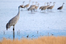 Load image into Gallery viewer, sandhill cranes in marsh
