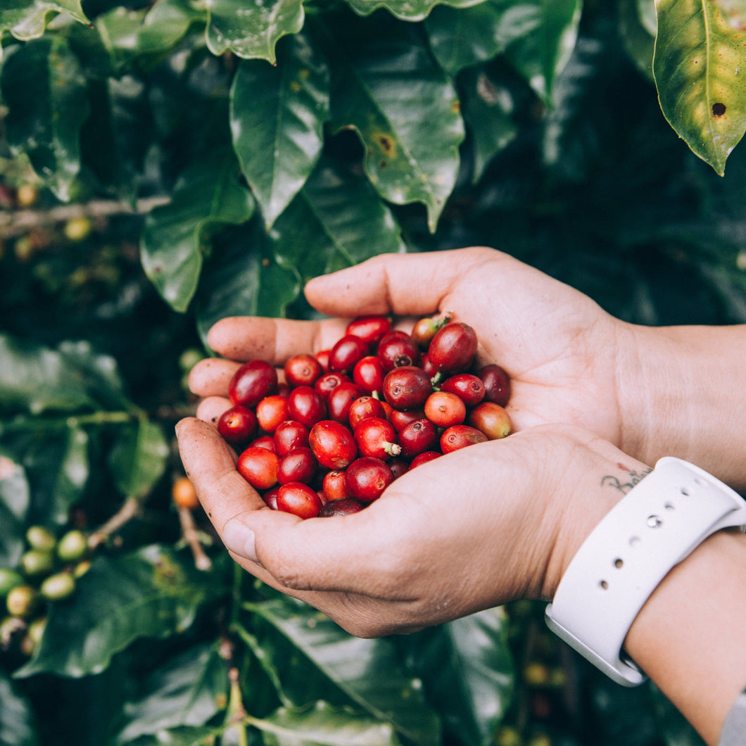 hands holding a bunch of coffee cherries