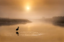 Load image into Gallery viewer, Blue Heron in shallow water
