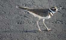Load image into Gallery viewer, sandpiper on beach
